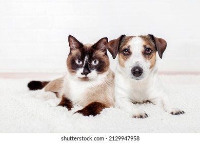 Dog and cat on warm cozy blanket at home. Portrait of two pets on white looking at camera. White dog and gray cat friends