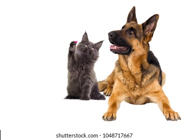 Dog And Cat On A White Background Isolated