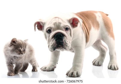 Dog And Cat On White Background