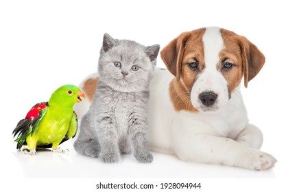 Dog, cat and parrot sit together in front view. Isolated on white background