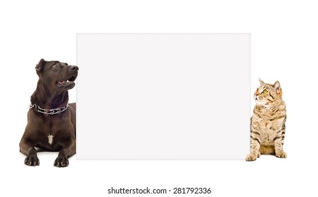 Dog And Cat Peeking From Behind Banner Isolated On White Background