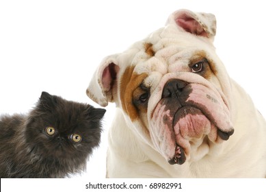 dog and cat - persian kitten and english bulldog looking at viewer