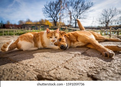 Dog And Cat Play Together. Cat And Dog Lying Outside In The Yard. Kitten Sucks Dog Breast Milk. Dog And Cat Best Friends. Love Between Animals.
