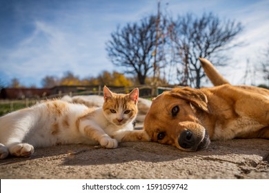 Dog And Cat Play Together. Cat And Dog Lying Outside In The Yard. Kitten Sucks Dog Breast Milk. Dog And Cat Best Friends. Love Between Animals.