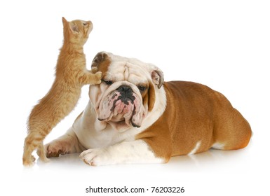 Dog And Cat Playing - English Bulldog And Kitten Playing On White Background