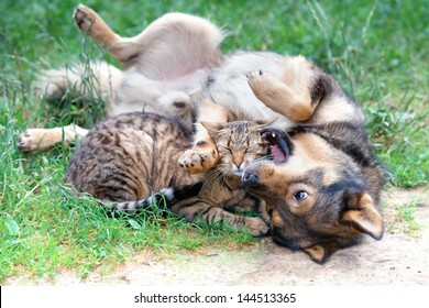 998 Dogs cats together garden Images, Stock Photos & Vectors | Shutterstock