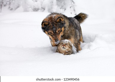 Dog And Cat Playing In The Snow