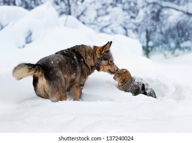 Dog And Cat Playing In The Snow