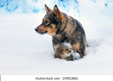 Dog And Cat Playing In The Snow