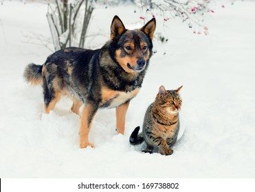 Dog And Cat Playing In The Snow