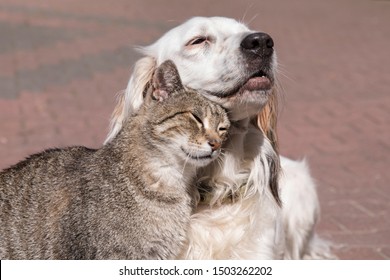 犬 猫 じゃれる の画像 写真素材 ベクター画像 Shutterstock