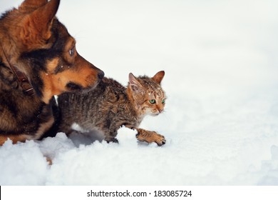 Dog And Cat Playing Together Outdoor In The Snow