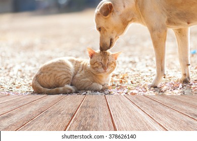 Dog and cat playing together outdoor - Powered by Shutterstock