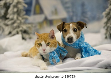 A Dog And Cat Pose In A Winter Scene