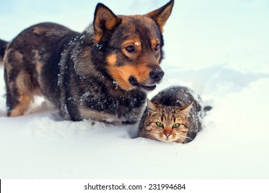 Dog And Cat Relaxing Outdoor In Snow