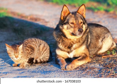 Dog And Cat Relaxing Together Outdoor At Sunset 