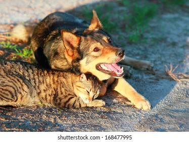 Dog And Cat Relaxing Together Outdoor At Sunset