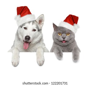 Dog and cat in Santa red hats looking at you on a white banner