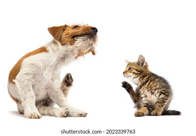 dog and cat scratching paw from allergies and fleas on a white background
