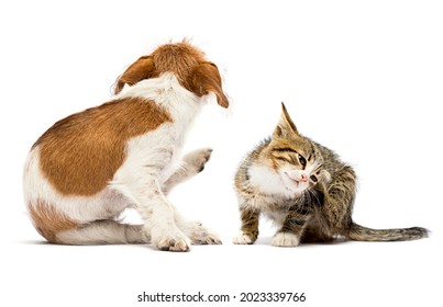 dog and cat scratching paw from allergies and fleas on a white background - Shutterstock ID 2023339766