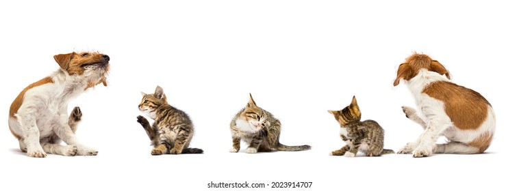 Dog And Cat Scratching Paw From Allergies And Fleas On A White Background