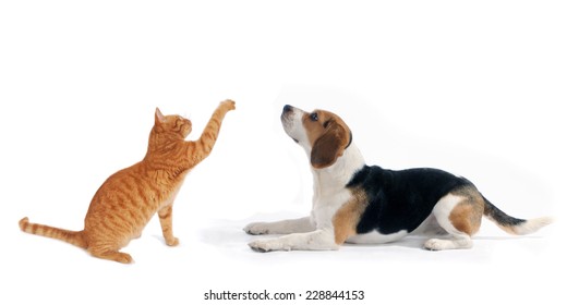 Dog And Cat Side Portraits Sit And Lying Down  Looking Up, On White Isolated Background 