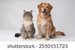 Dog and Cat Sitting Calmly Together - Cute Stock Image Ideal for Animal Blogs, Pet Content, Social Media, Advertising Campaigns, Educational Use, and Pet-Related Designs