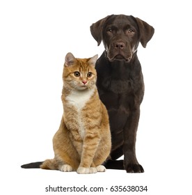 Dog And Cat Sitting, Isolated On White