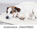 Dog and Cat sleep together, bask against each other in cool autumn weather