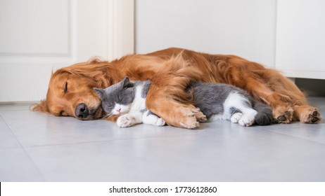 Dog And Cat Sleeping Together