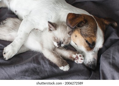 Dog and cat sleeping together. Dog and little kitten. Pets sleep