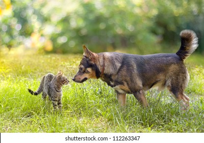 Dog And Cat Sniffing Each Other