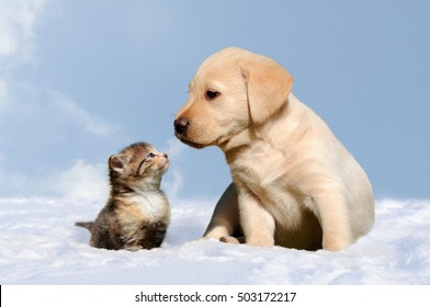 Dog And Cat In The Snow