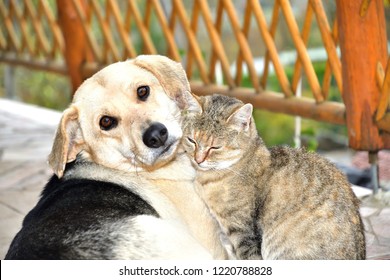 Dog And Cat To Snuggle In Animal Love Best Friends