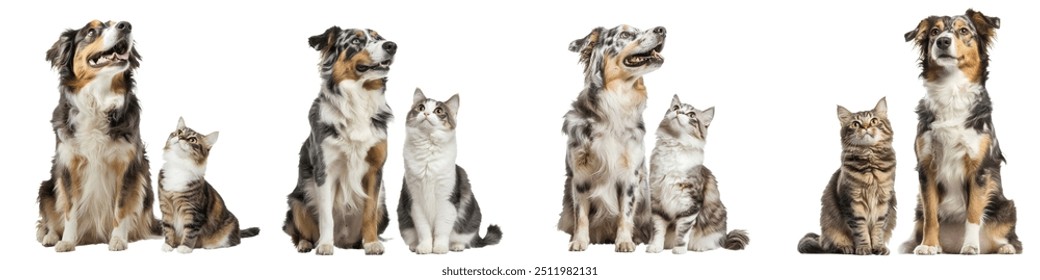 A dog and a cat stand full-length on a transparent background looking up in the same direction