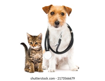 Dog And Cat And Stethoscope