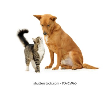 183,278 Dog And Cat Isolated Images, Stock Photos & Vectors 