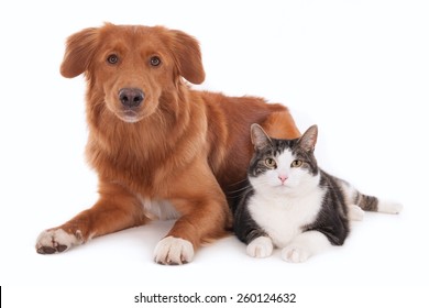 Dog And Cat Together, Looking At Camera. Isolated On White.