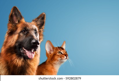 Dog And Cat Together On Blue Background