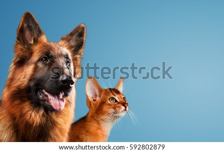Dog and cat together on blue background