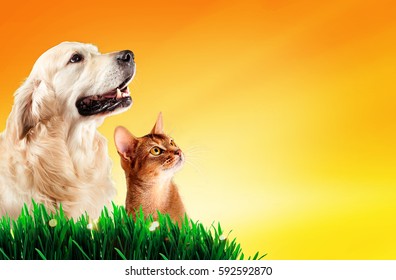 Dog And Cat Together On Grass, Spring Concept.