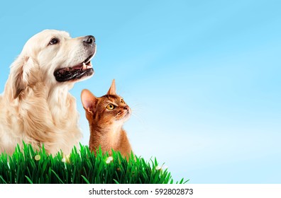 Dog And Cat Together On Grass, Spring Concept.