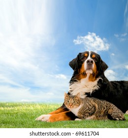 Dog And Cat Together On Grass, Sunny Spring Day And Blue Sky.