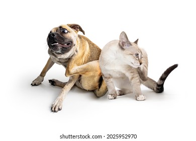 Dog and cat together scratching irritated itchy skin from fleas or allergies - Shutterstock ID 2025952970
