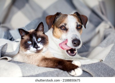 Dog   cat together under cozy warm blanket