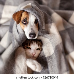 Dog and cat under a plaid. Pet warms under a blanket in cold autumn weather