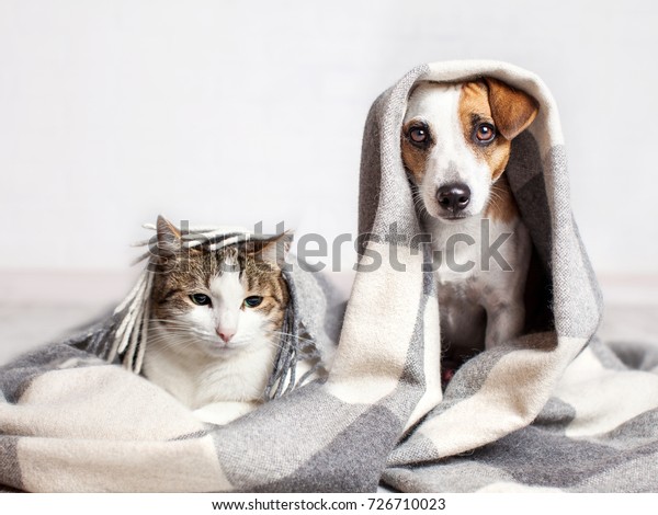 Dog and cat under a plaid. Pet warms under a\
blanket in cold autumn\
weather