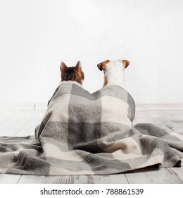 Dog And Cat Under A Plaid. Pets Sitting With Their Backs