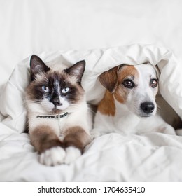 Dog And Cat Under White Blanket. Pets Friendship. Puppy And Kitten At Home