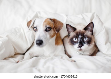 Dog And Cat Under White Blanket. Pets Friendship